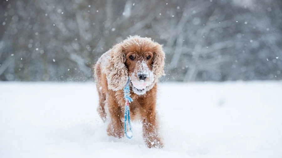 На вихідних прогнозують сніг, на заході − до 10 см