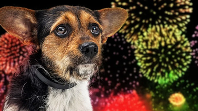 Смертельно для животных: как защитить домашних питомцев от новогодних салютов и петард