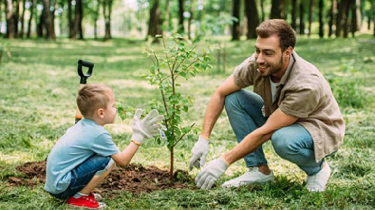 Как правильно посадить дерево, чтобы не навредить: алгоритм и советы