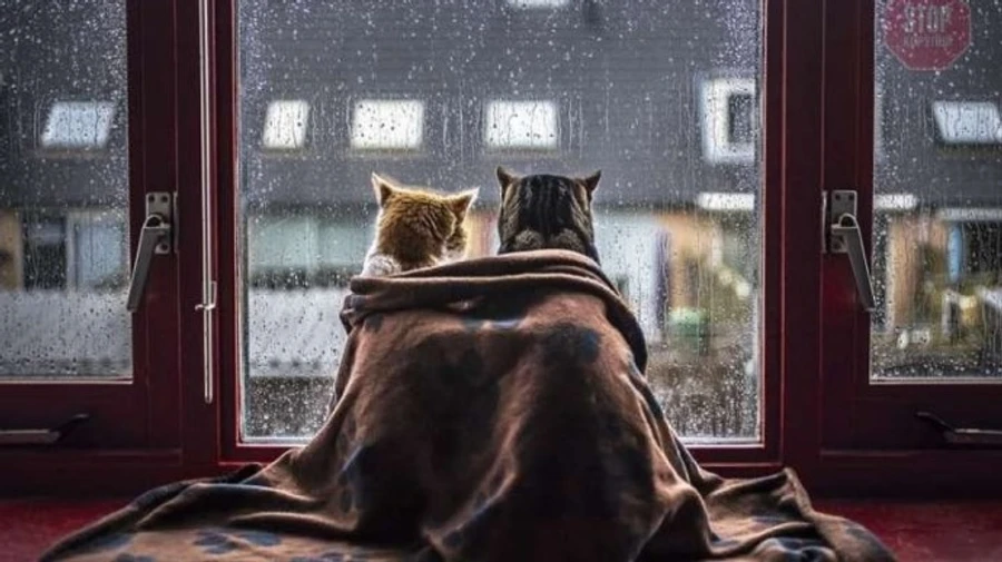 В Україну з Заходу йдуть дощі й мокрий сніг