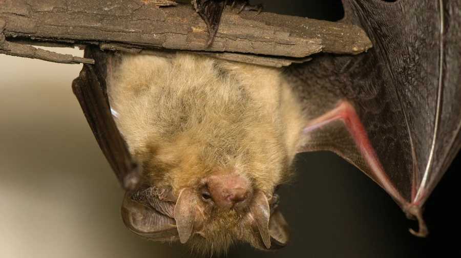 В Эфиопии зафиксировали первую вспышку вируса, от которого нет вакцины: он родственник Эболы