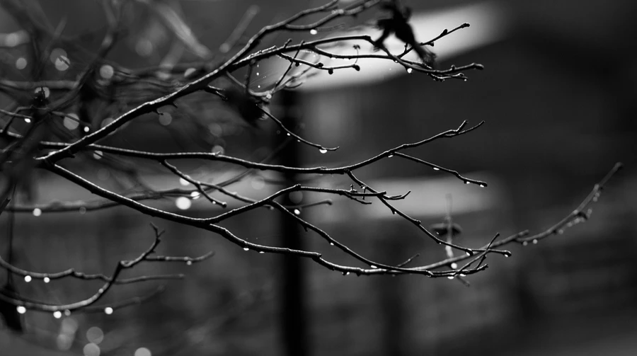 The last day of November will be foggy, and December will come with rain