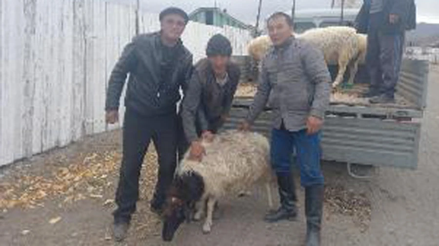 Sheep distributed to families of conscripted Russians in Republic of Tuva