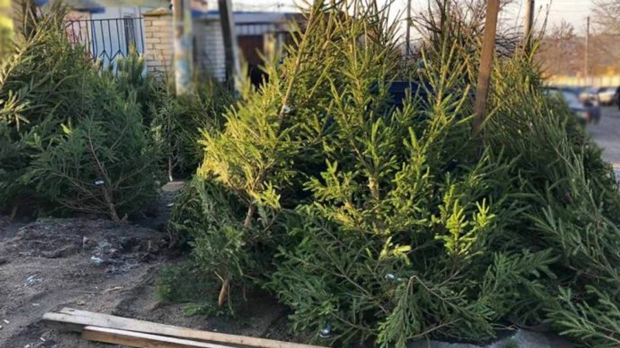 Киевлянам сообщили, где и когда можно будет купить елку законно