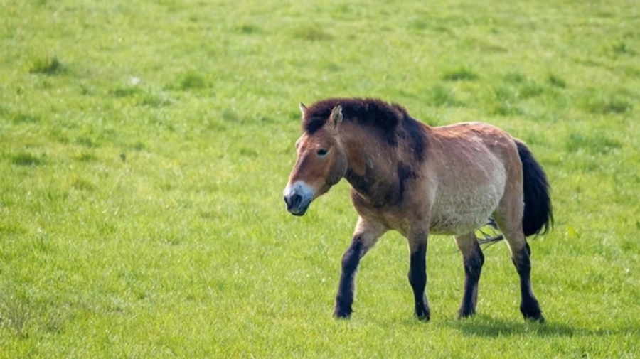 Russian mine kills endangered Przewalski's horse in Ukraine's Chornobyl zone