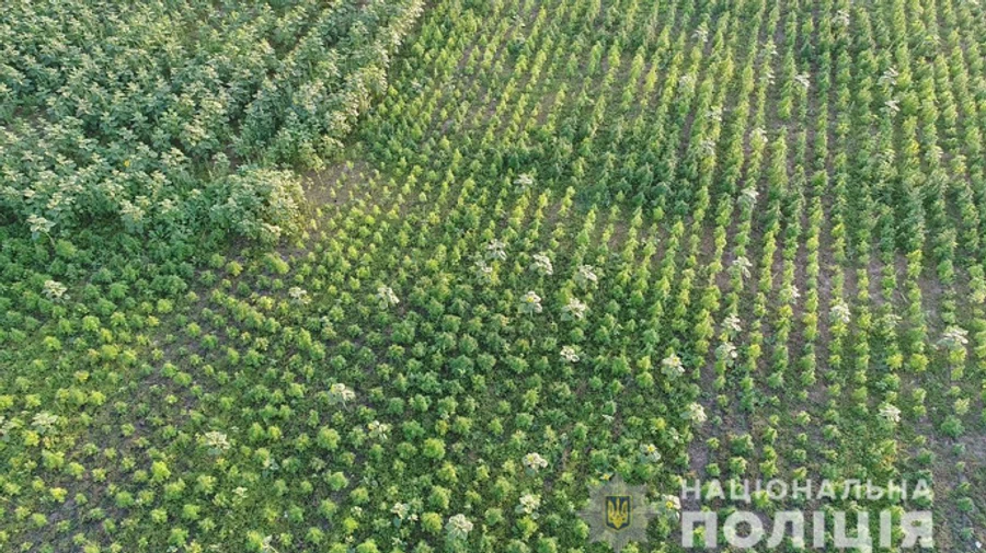 На Херсонщині виявили поле конопель на понад 300 мільйонів гривень 