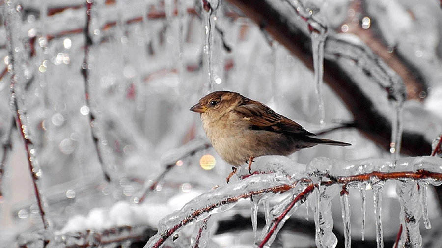 В Україні знову вдарить 20-градусний мороз 