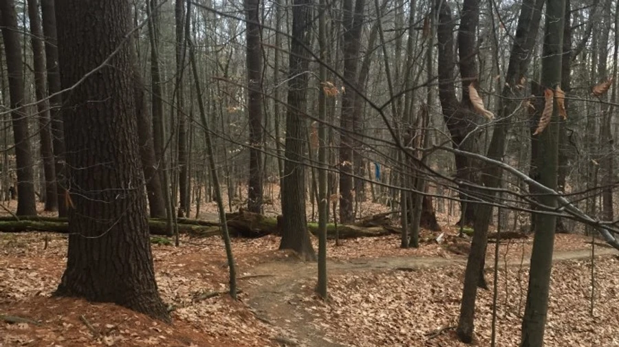 Біля лісу знайшли тіло прокурора ОГП, експомічника Матіоса