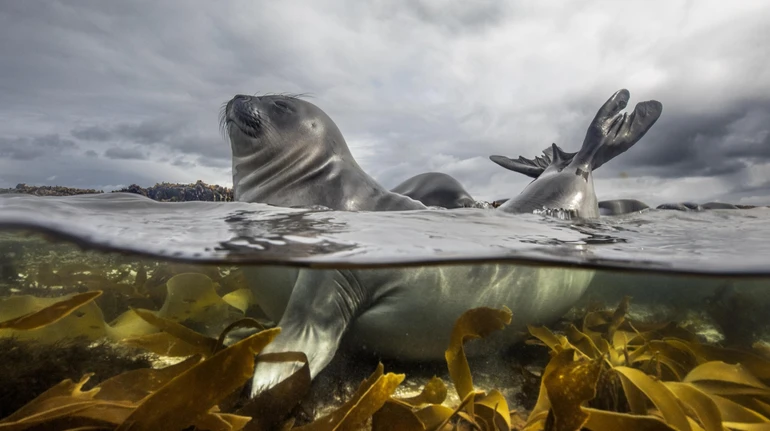Міжнародний фотоконкурс Sony World Photography Awards оголосив цьогорічних переможців