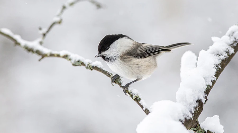 В Україну йдуть снігопади – на Київщині може намести до 15 см