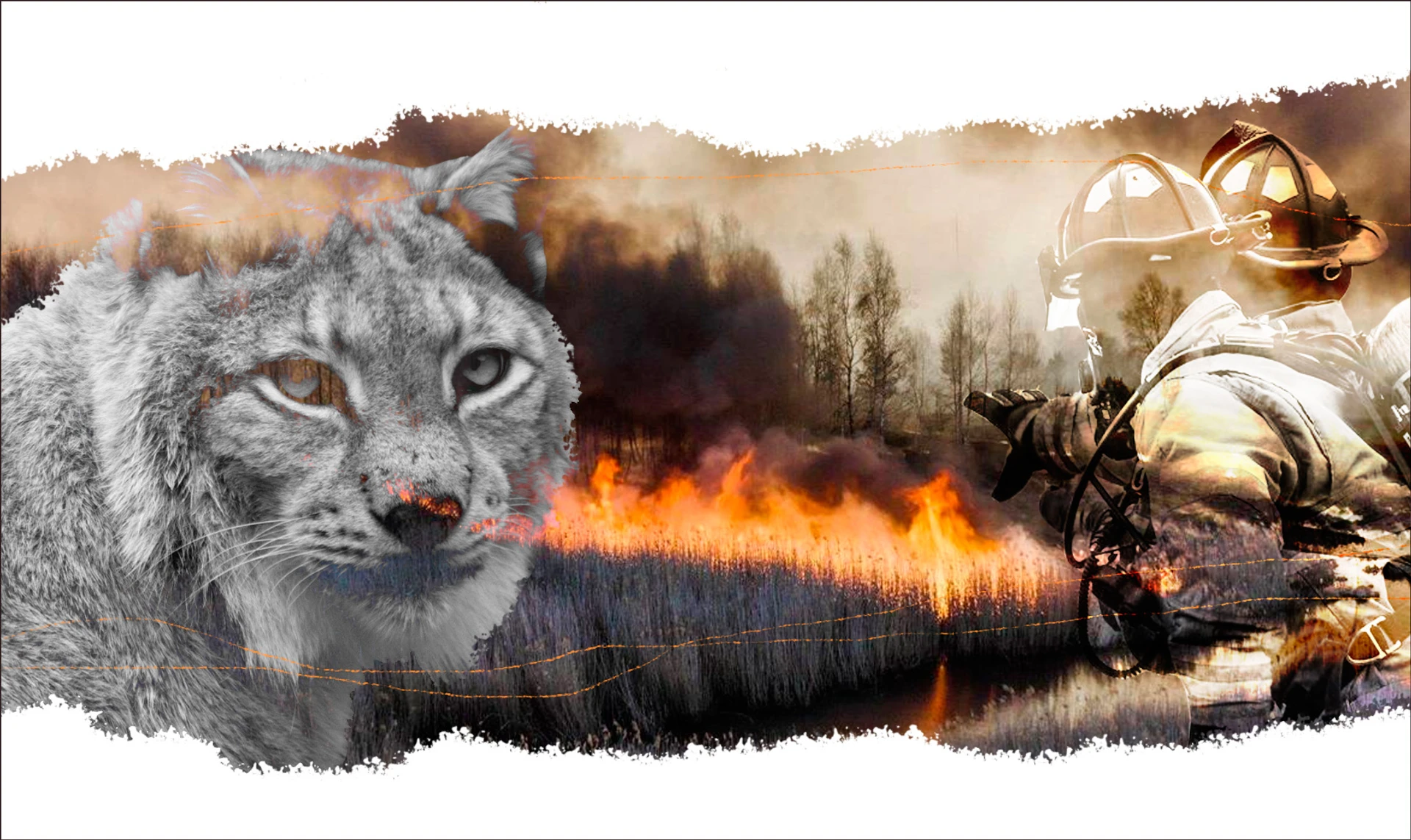 В Україні горить ліс, зникає вода у криницях, а рисей продають на OLX. Чи є вихід?