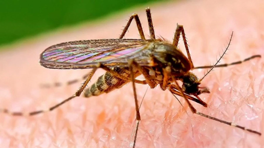 Зливи принесли до Криму ще одну проблему 