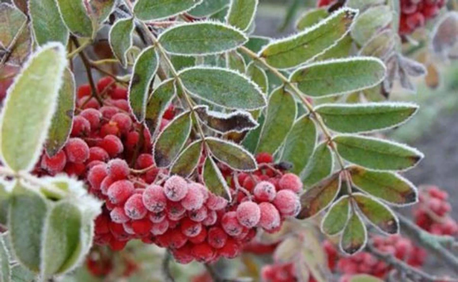 Синоптики предупреждают о заморозках до -5