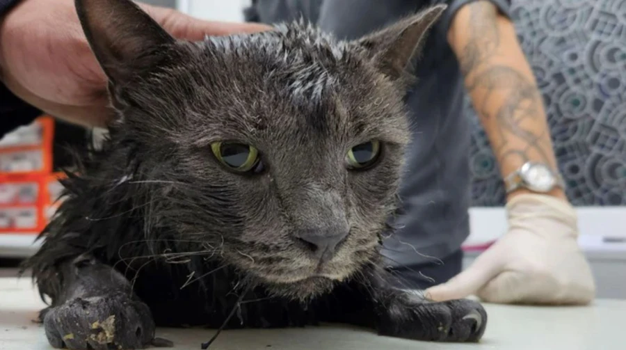Russian nighttime attack on Kyiv: animal rescuers save three cats from damaged building