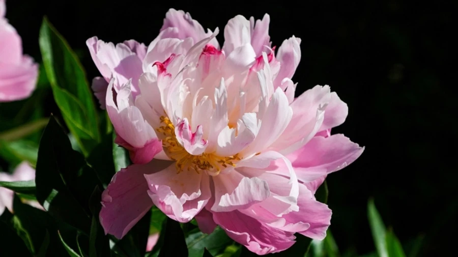 Найближчими днями трохи потеплішає, але вночі ще будуть заморозки