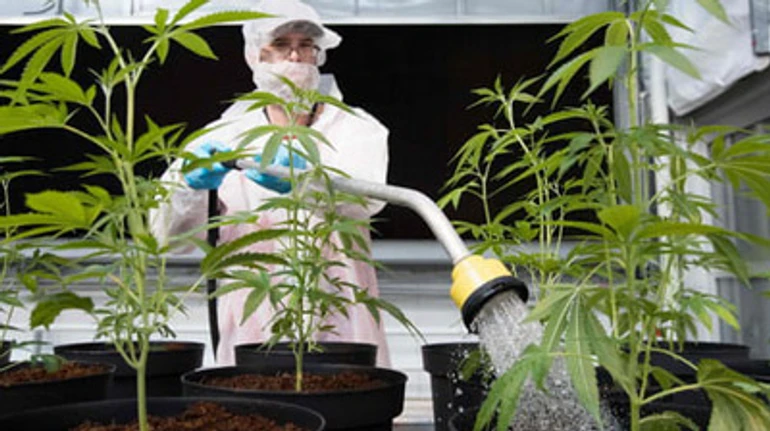 Канабіс без ажіотажу: як Швейцарія легалізувала медичні коноплі та що з цього вийшло