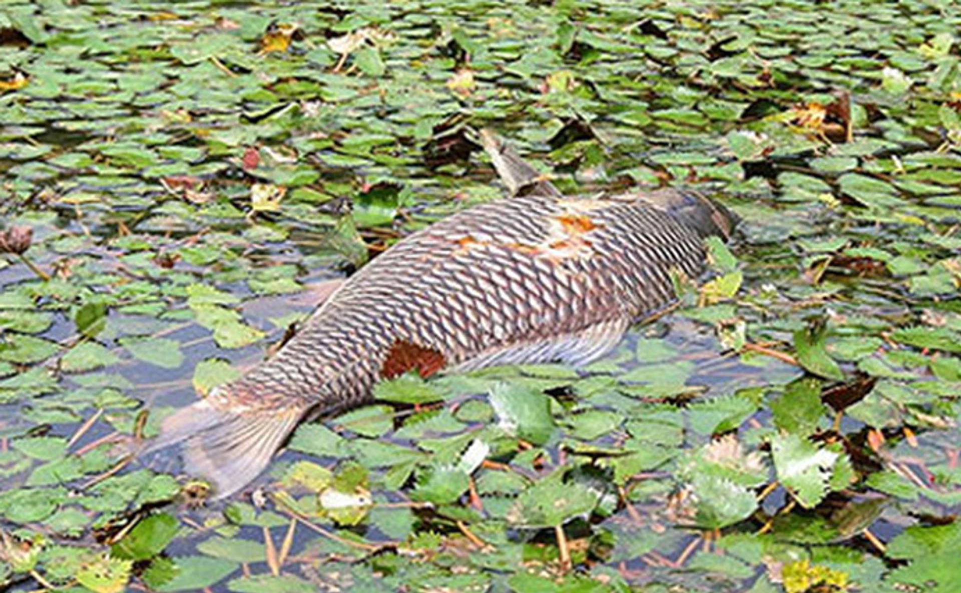 На грани катастрофы. Пять крупнейших экологических проблем Украины