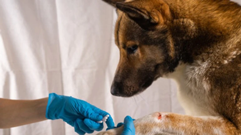 Де отримати ветеринарну консультацію онлайн та як самостійно надати першу допомогу тварині. Поради та контакти