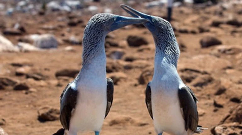 Знаете ли вы эти удивительные факты об экзотических животных? Пройдите ТЕСТ