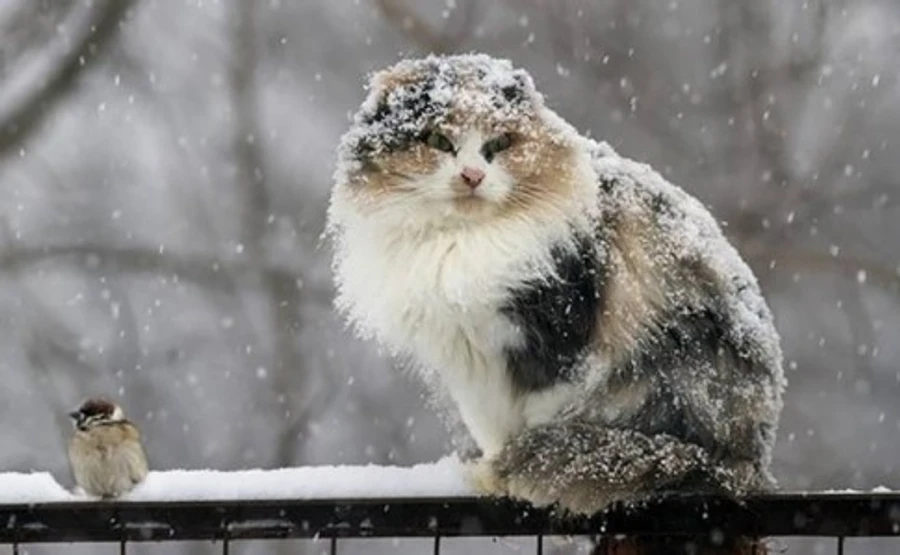 Дощі та мокрий сніг: синоптики прогнозують за кілька днів похолодання