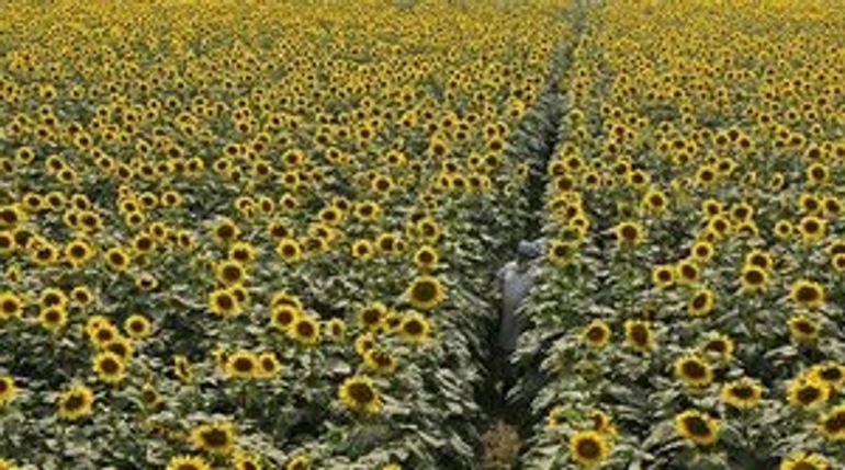 Цього маркетингового року Україна на 14% зменшить експорт олії – прогноз