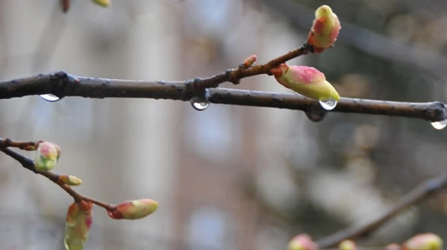 Синоптики прогнозують дощову п'ятницю із заморозками, а потім – сонячні вихідні