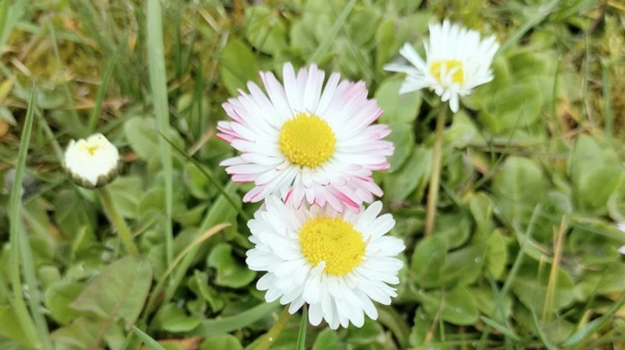 В Украине будет тепло, на западе – небольшие дожди и гроза