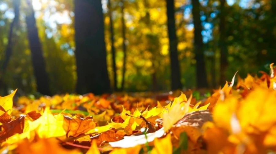 Тепло в Україні затримається, подекуди дощитиме