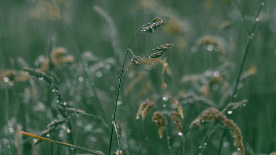 В Украине все еще будет дождливо, в Карпатах ожидают мокрый снег