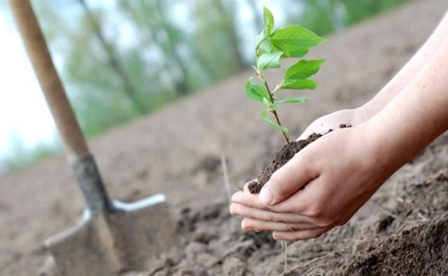 Минэнерго хочет за день высадить 5 млн деревьев