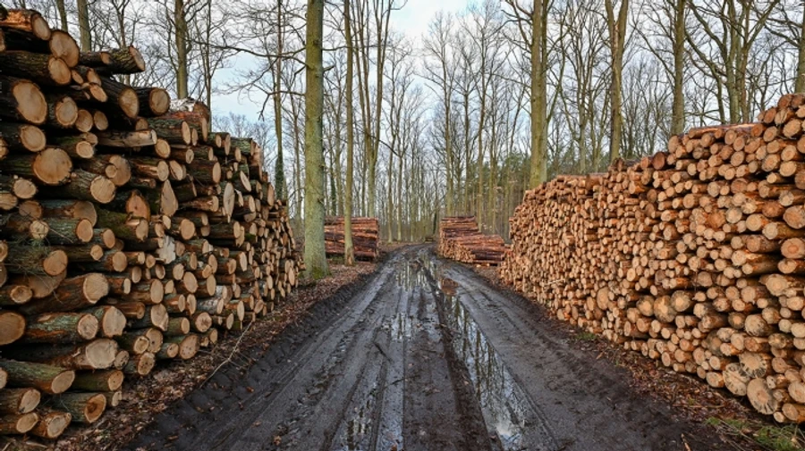Russia earns billions of euros by exporting timber to EU in violation of sanctions, Earthsight investigation reveals