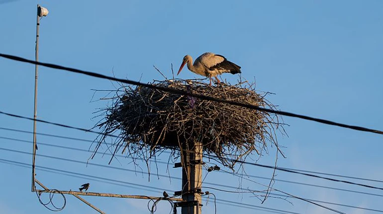 Грицько плюс Одарка. В гостях у зіркових лелек українського YouTube