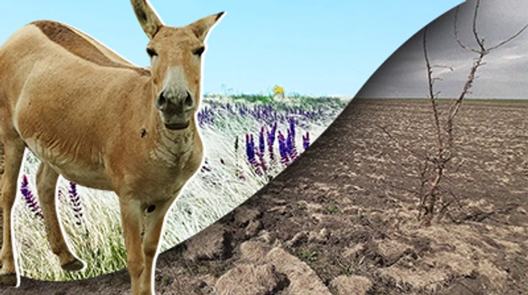 Зробімо його диким. Що таке ревайлдинг і чому за ним майбутнє України