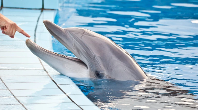 Мільйон років до ери дельфінаріїв. Коротка розповідь про довгу історію стосунків людей з дельфінами
