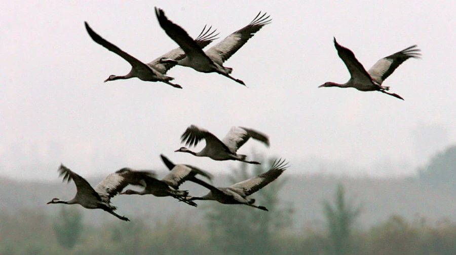 В Израиле вспышка птичьего гриппа — умерли более 5 тысяч журавлей