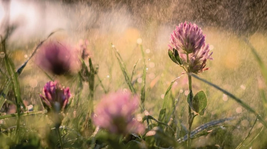 Погода на Трійцю: спека й місцями дощ