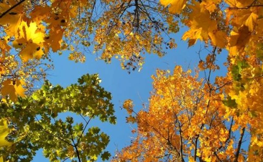 В Украине будет царить нетипичная осенняя погода