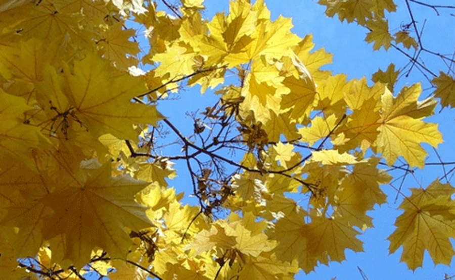 Синоптики обіцяють тепло, похолодає лише в одному регіоні