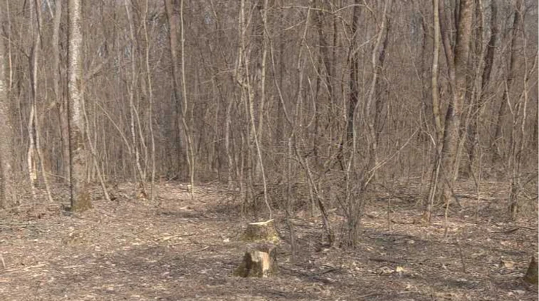 Суд наказал сельсовет, который не спас деревья в заказнике Косюровский