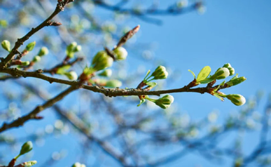 В Україні очікується сильний вітер і заморозки