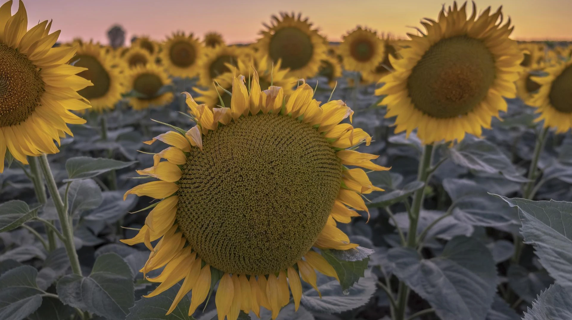 5 трендів, що змінюють агробізнес України