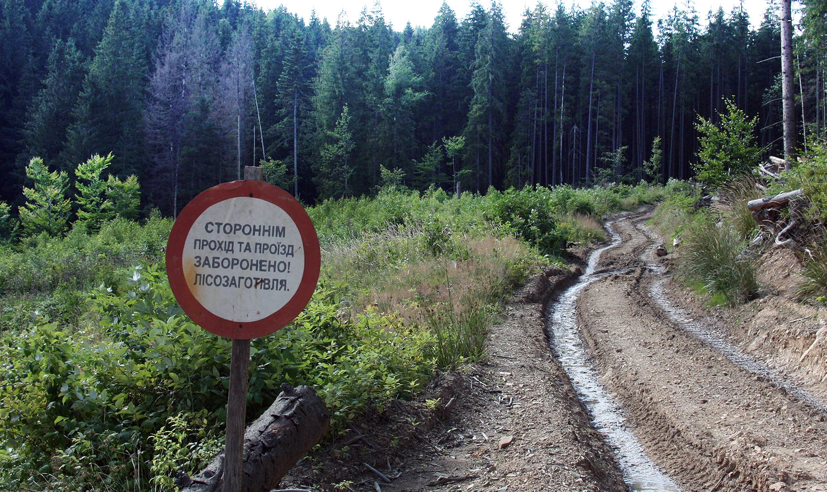 SukeGrassRoots　FOREST Sanitary felling casualties. How foresters juggle legislation to
