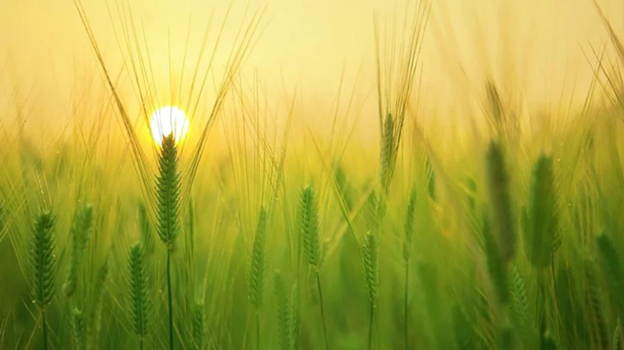 Ship carrying stolen Ukrainian barley enters Lebanon