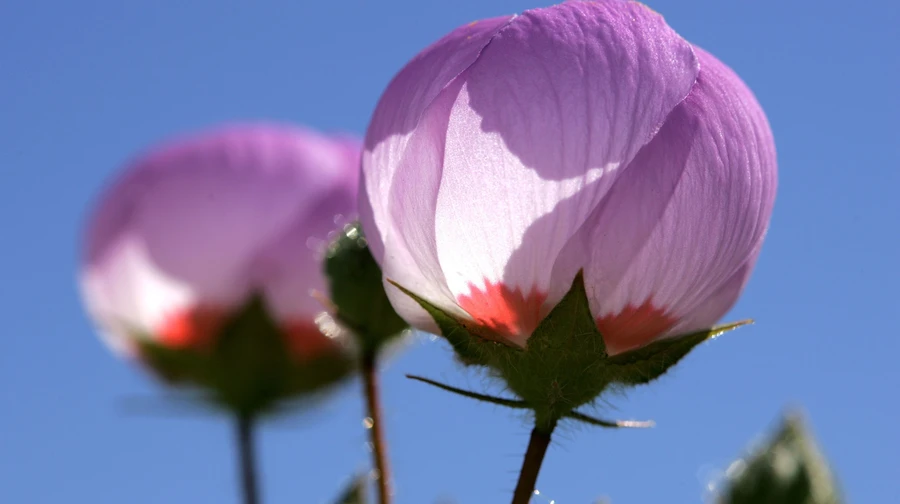 Синоптики прогнозують в Україні теплу і суху погоду найближчими днями