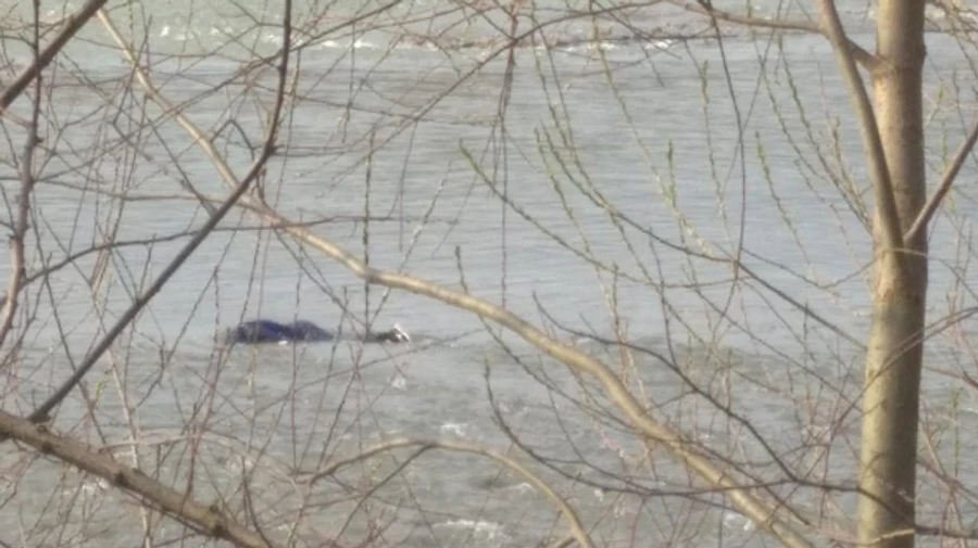 Из Тисы достали тело 21-летнего прикарпатца