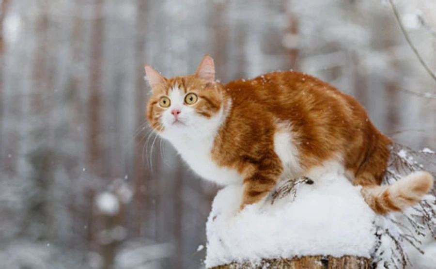 Дощі змінить сонце і навпаки: синоптик розповіла про мінливу погоду