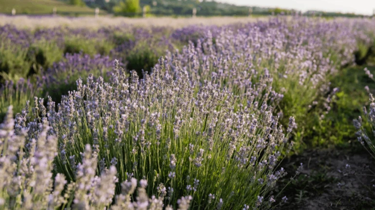 Де в Україні можна прогулятися лавандовим полем: 50 діючих локацій і цікаві факти про рослину