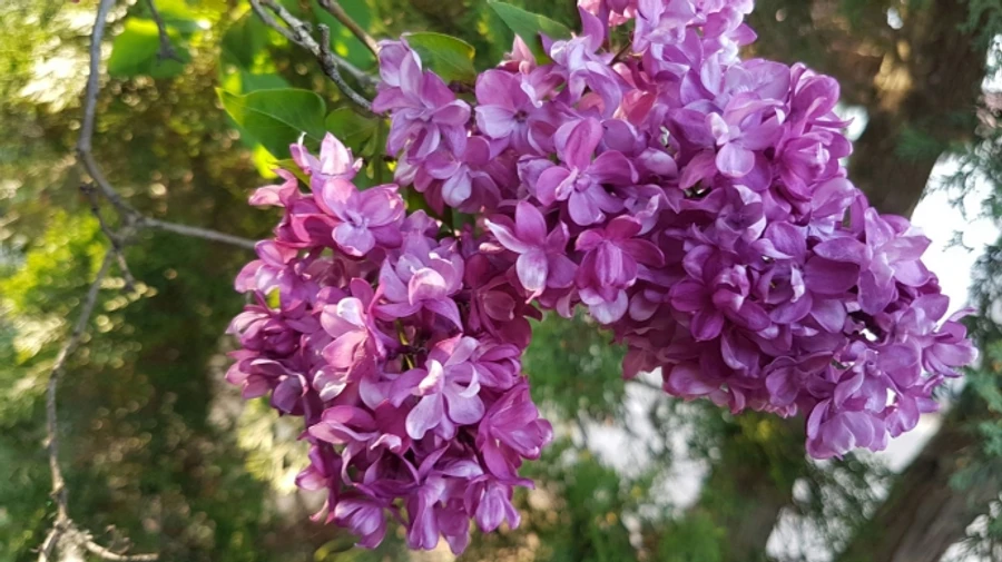 У вівторок прогнозують нічні заморозки, а надалі потеплішає