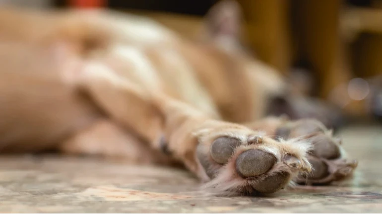 На Ривненщине приговор получил мужчина, который заколол вилами пса и пронес его тело по улице