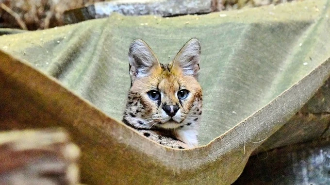 Kyiv Zoo shows 4 servals rescued from Donetsk Oblast – photo